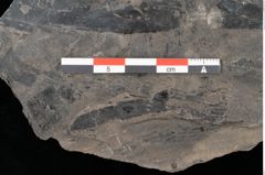 Foto (Detailansicht) von Laccopteris muensteri Schenk (NHMW-GEO-2024-0188-10523)